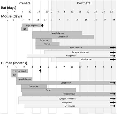 Regulation of T3 Availability in the Developing Brain: The Mouse Genetics Contribution